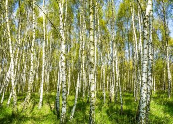 Birken wachsen unter anderem in Mischwäldern und sind anhand ihrer charakteristischen weißen Rinde einfach zu erkennen. (Bild: luisawhr/fotolia.com)