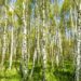 Birken wachsen unter anderem in Mischwäldern und sind anhand ihrer charakteristischen weißen Rinde einfach zu erkennen. (Bild: luisawhr/fotolia.com)