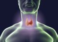 Die Schilddrüse benötigt Jod, um die wichtigen Hormone Trijodthyronin (T3) und Thyroxin (T4) zu produzieren. (Bild: Kateryna_Kon/fotolia.com)