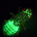 An Fliegen lässt sich der Energiestoffwechsel gut erforschen. Hier wird das Körperfett der Fliege durch das fluoreszierende Protein GFP ("green fluorescent protein") sichtbar gemacht.  Quelle: Teleman/DKFZ