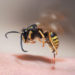 Bei einem Insektenstich kann es zur Entzündung im Lymphsystem kommen. (kozorog/fotolia.com)