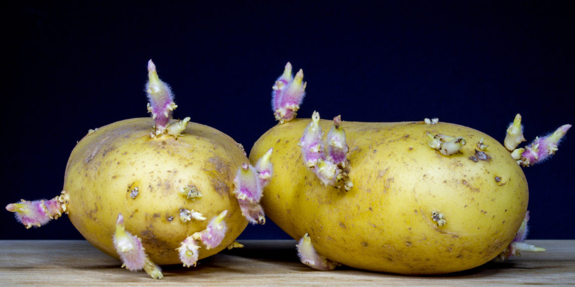 Ernährung: Auskeimende Kartoffeln ein Gesundheitsrisiko? – Heilpraxis