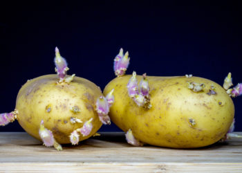Kartoffeln können bei unsachgemäßer Lagerung das giftige Solanin bilden - vor allem in Keimstellen, Schale und grünen Stellen ist es enthalten. (Bild: Rainer Fuhrmann/fotolia.com)