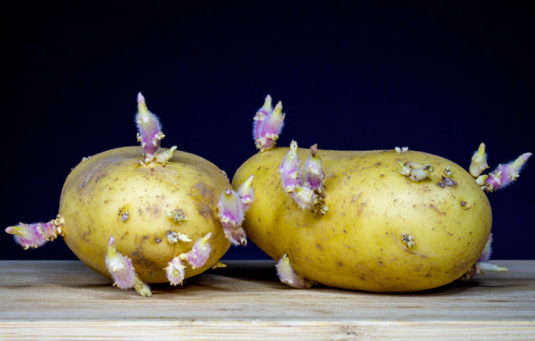 Gesundheit: Sind Kartoffeln nach dem Auskeimen noch zum Verzehr ...