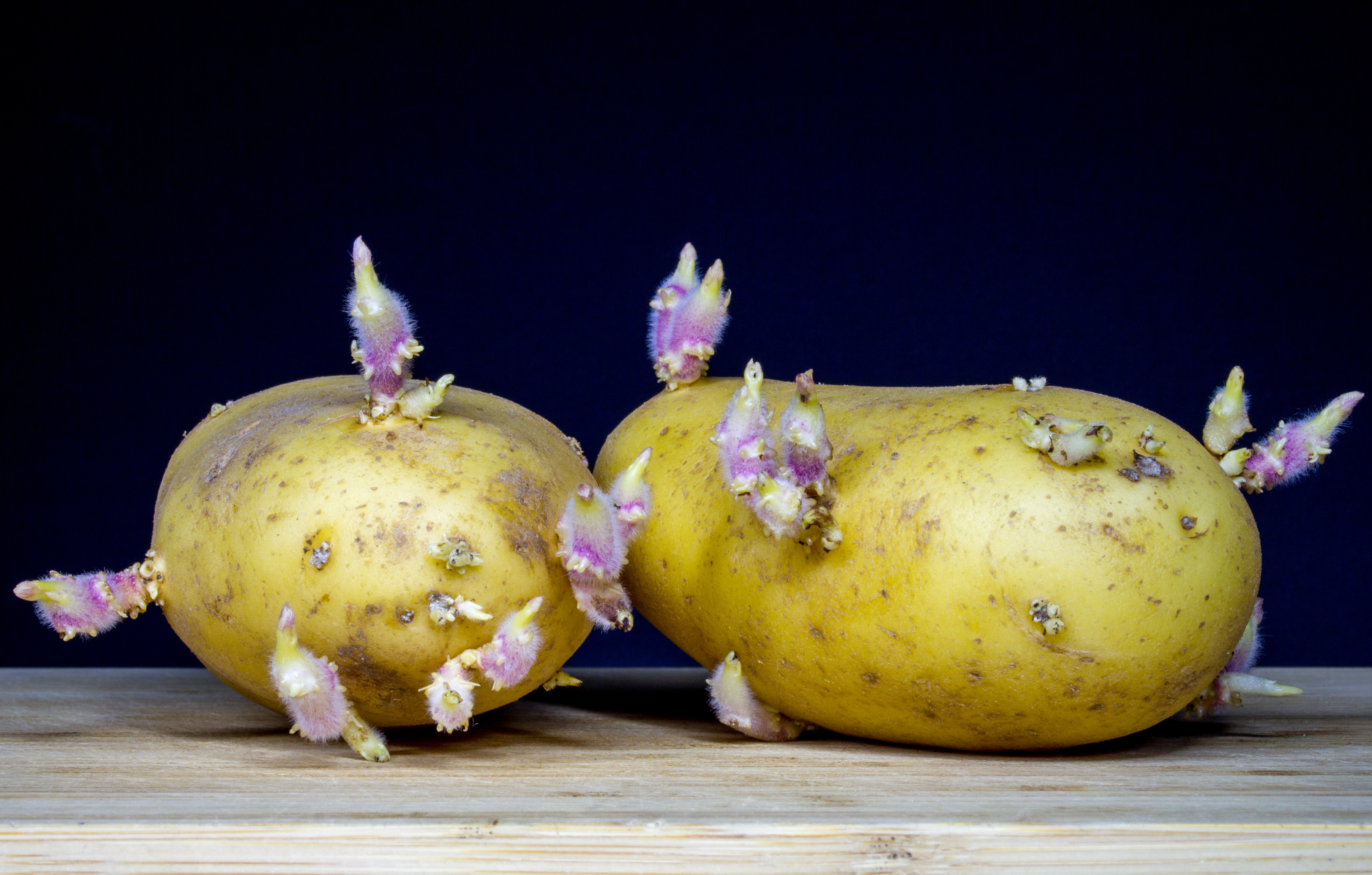Gesundheit Sind Kartoffeln Nach Dem Auskeimen Noch Zum Verzehr