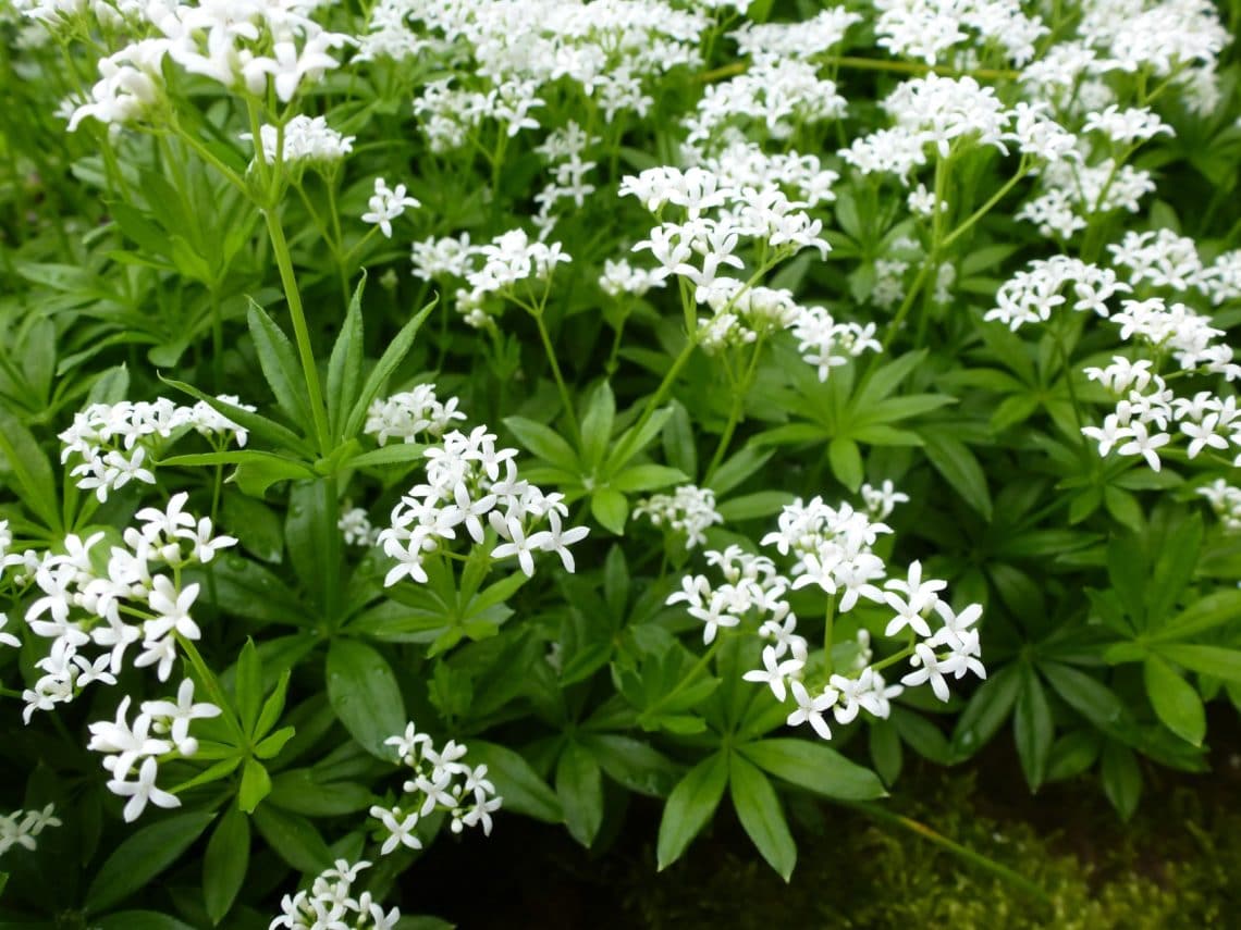 Waldmeister Wirkung, Verwendung und Anbau Heilpraxis