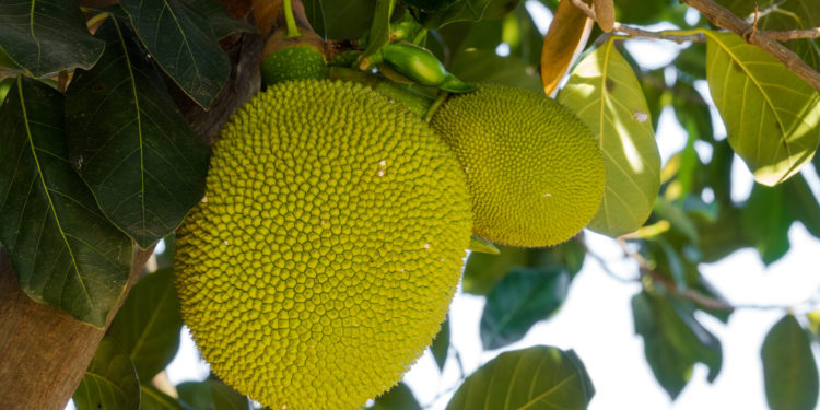 Troische Jackfrucht am Baum