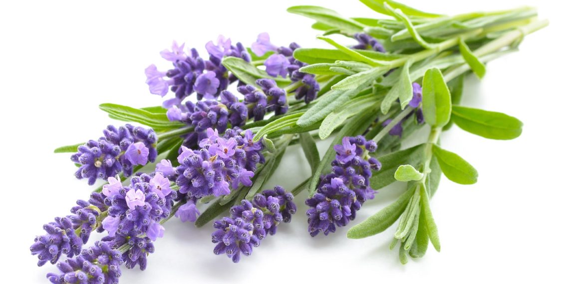 Lavendel Anwendung, Rezepte, Heilpflanze Heilpraxis