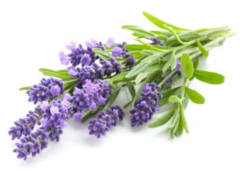 Im Lavendel stecken über 2.000 Wirkstoffe. Die Heilstoffe finden sich in den Blüten, besonders aber im ätherischen Öl. (Bild: interpas/stock.adobe.com)