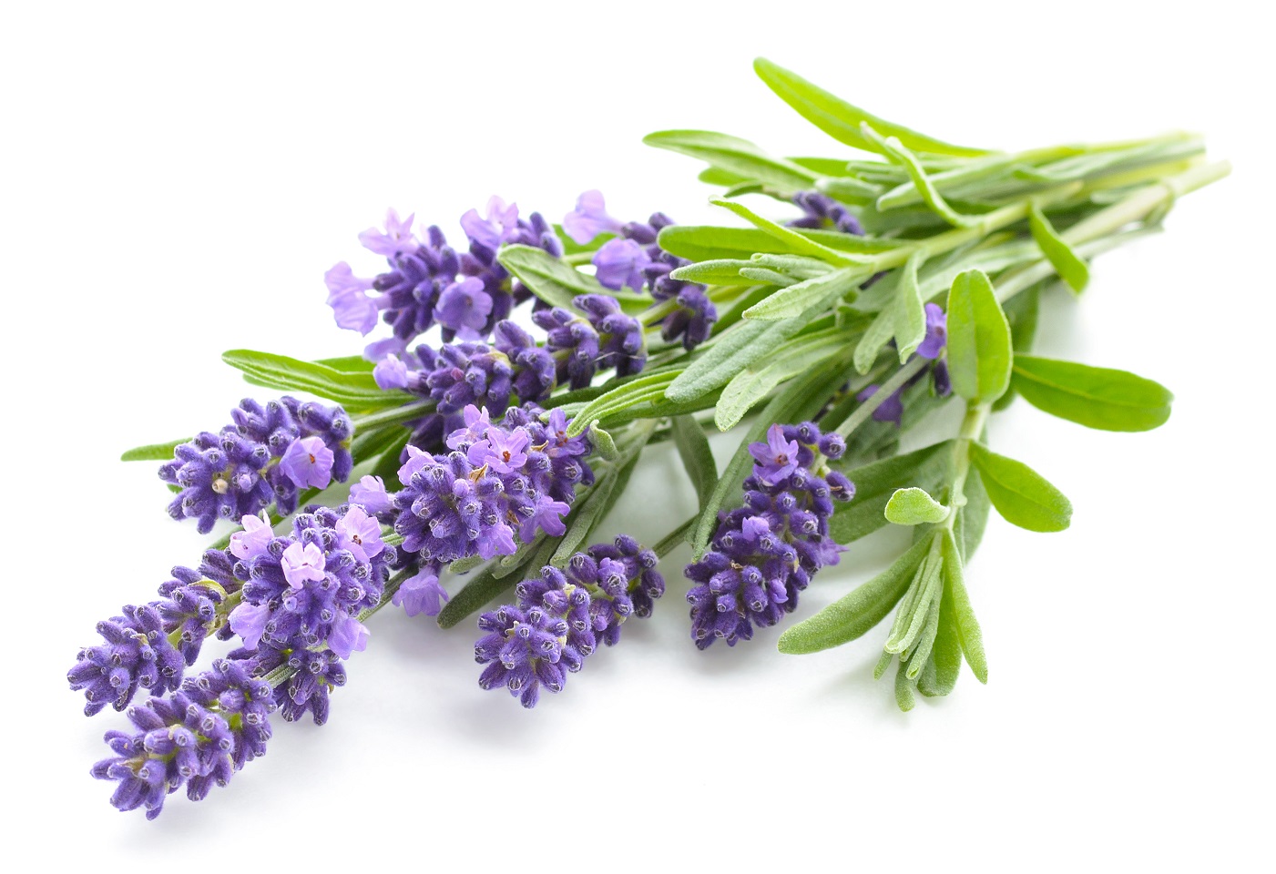 Lavendel – Anwendung, Rezepte, Heilpflanze – Heilpraxis