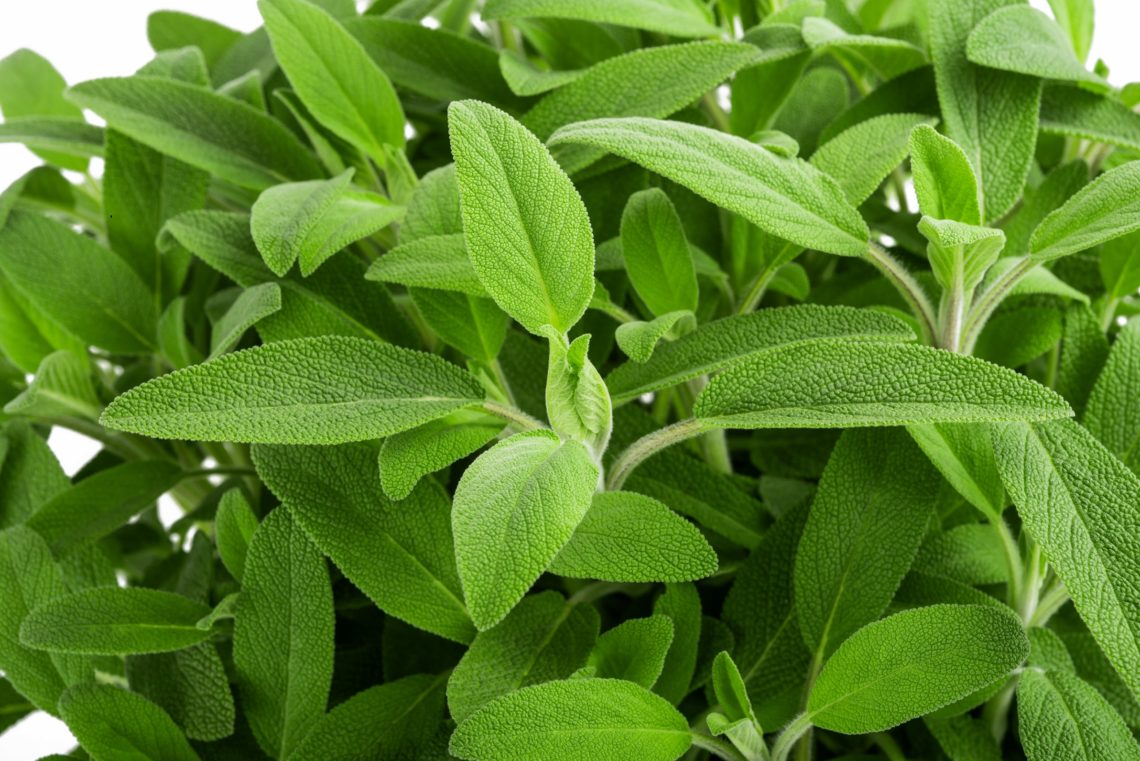 Salbei Anwendung, Wirkung und Rezepte Heilpraxis