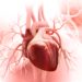 Das Herz pumpt kontinuierlich Blut durch den Körper und versorgt dadurch Organe und Gewebe mit lebensnotwendigem Sauerstoff und Nährstoffen. (Bild: abhijith3747/fotolia.com)