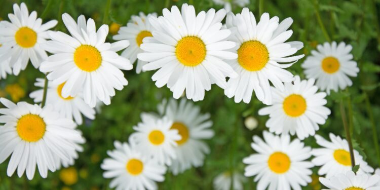 Weiß-gelbe Margaritenblüten mit grünen Blättern