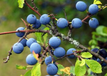 Blaue Beeren, grüne Blätter und braune Zweige und Dornen der Schlehe