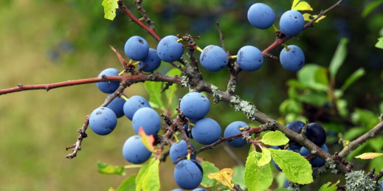 Blaue Beeren, grüne Blätter und braune Zweige und Dornen der Schlehe