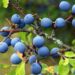 Blaue Beeren, grüne Blätter und braune Zweige und Dornen der Schlehe