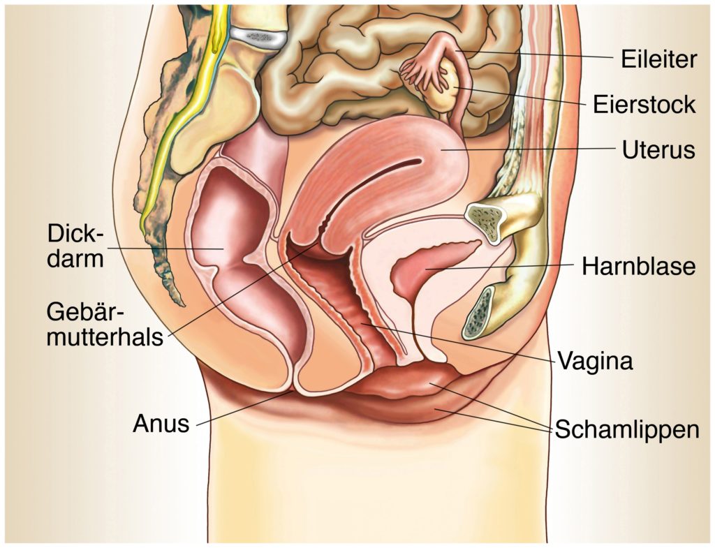 Menschen geschlechtsakt Sex im