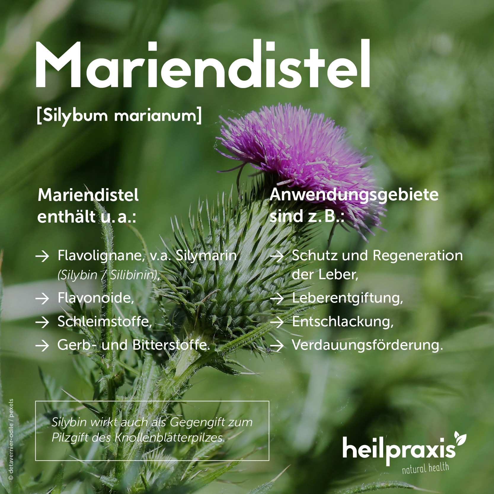 Übersichtsgrafik der Inhaltsstoffe und Anwendung von Mariendistel