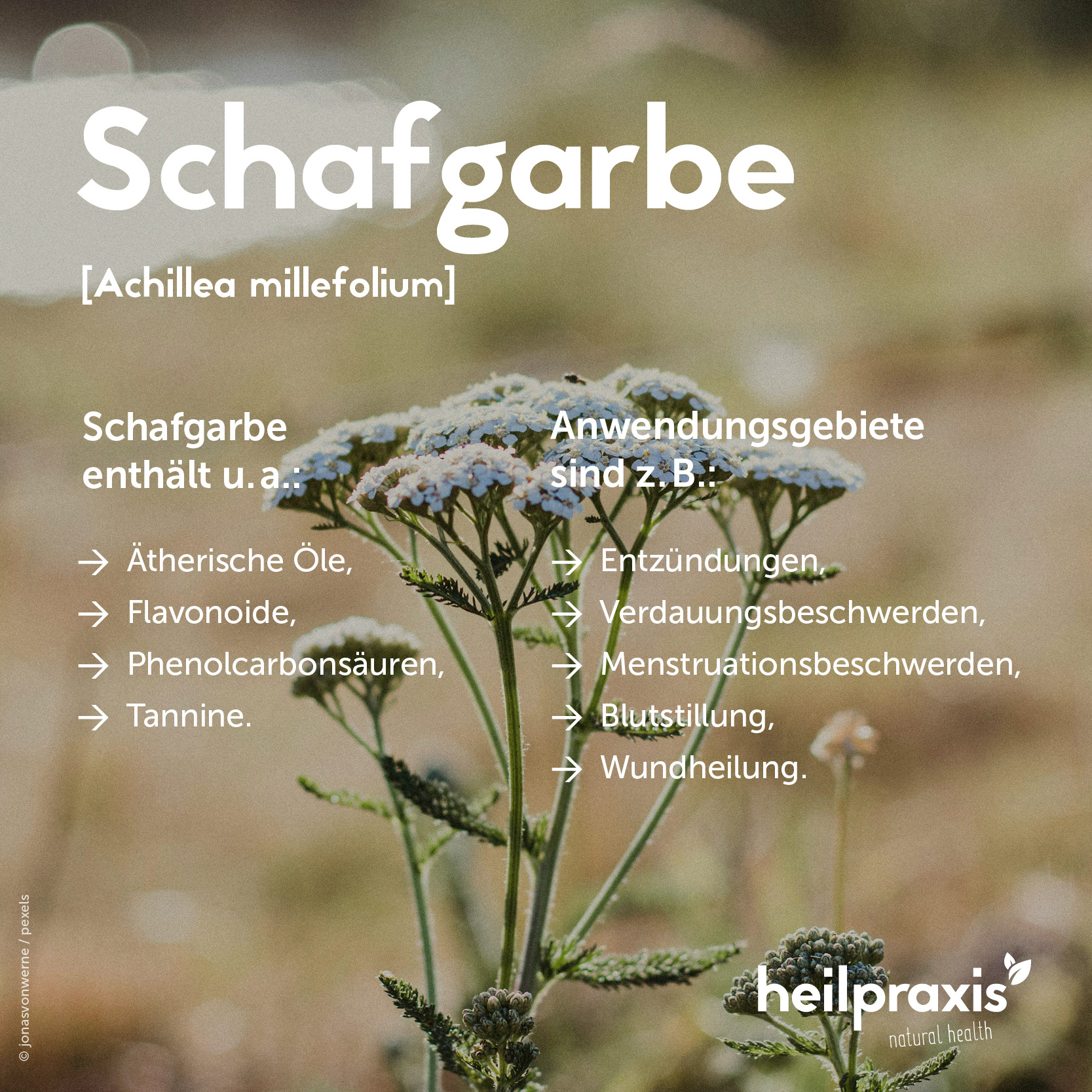 Übersichtsgrafik der Inhaltsstoffe und Anwendung von Schafgarbe
