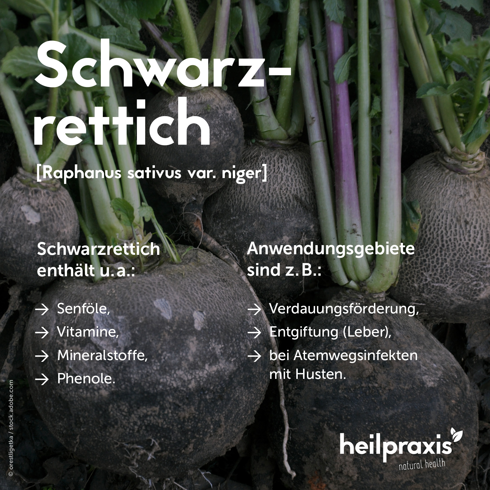 Übersichtsgrafik der Inhaltsstoffe und Anwendung von Schwarzrettich