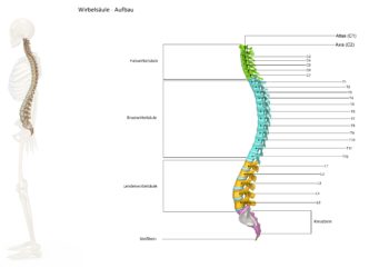 Natürliche S-Form der Wirbelsäule, die sich aus der besonderen Anordnung von Hals-, Brust-, Lendenwirbelsäule, Kreuz- und Steißbein ergibt. (Bild: 7activestudio/fotolia.com)