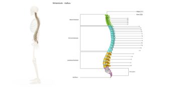 Natürliche S-Form der Wirbelsäule, die sich aus der besonderen Anordnung von Hals-, Brust-, Lendenwirbelsäule, Kreuz- und Steißbein ergibt. (Bild: 7activestudio/fotolia.com)