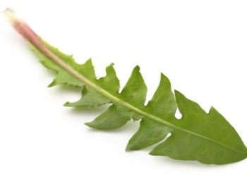 Löwenzahn ergibt nicht nur einen ausgezeichneten Salat, sondern ist auch als Arznei wirksam. Er enthält viel Kalium, regt die Verdauung an und hilft bei Leber- wie Gallenbeschwerden. (Bild: Swapan/fotolia.com)