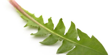 Löwenzahn ergibt nicht nur einen ausgezeichneten Salat, sondern ist auch als Arznei wirksam. Er enthält viel Kalium, regt die Verdauung an und hilft bei Leber- wie Gallenbeschwerden. (Bild: Swapan/fotolia.com)