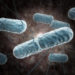 Die Listeriose wird durch Stäbcehnbakterien aus der Gattung der Listerien ausgelöst (Bild: Sagittaria/fotolia.com)
