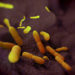 Die durch das Bakterium Yersinia pestis verursachte Pest war Ursache einiger der tödlichsten Pandemien in der Menschheitsgeschichte. Forscher haben nun Hinweise darauf gefunden, dass der Erreger deutlich älter ist, als bislang angenommen. (Bild: royaltystockphoto/fotolia.com)