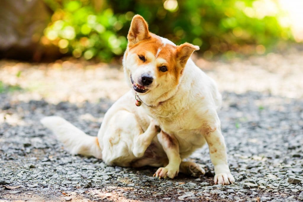 Hund kratzt sich das Fell