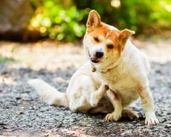 Hund kratzt sich das Fell