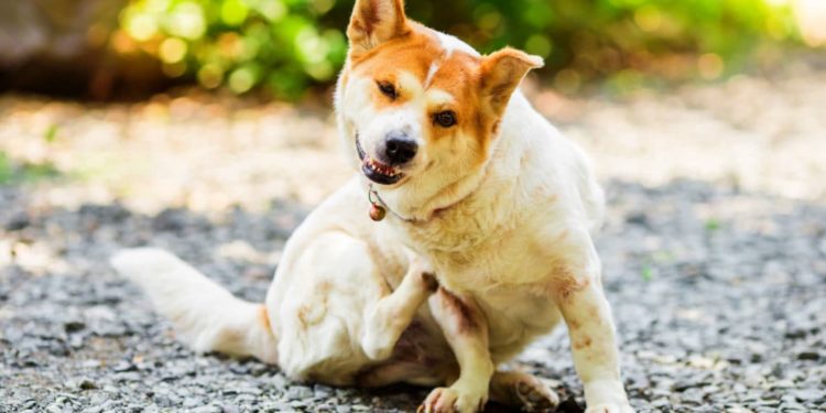 Hund kratzt sich das Fell