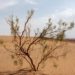 Tamarisken sind gut an das trockene Klima angepasst und gedeihen selbst am Rand der Wüste Dasht-e Kavir. Sie trotzen mit ihren langen Wurzeln Sandstürmen und zapfen das Grundwasser an, wachsen selbst auf Salzböden. (Bild: gagarych/fotolia.com)