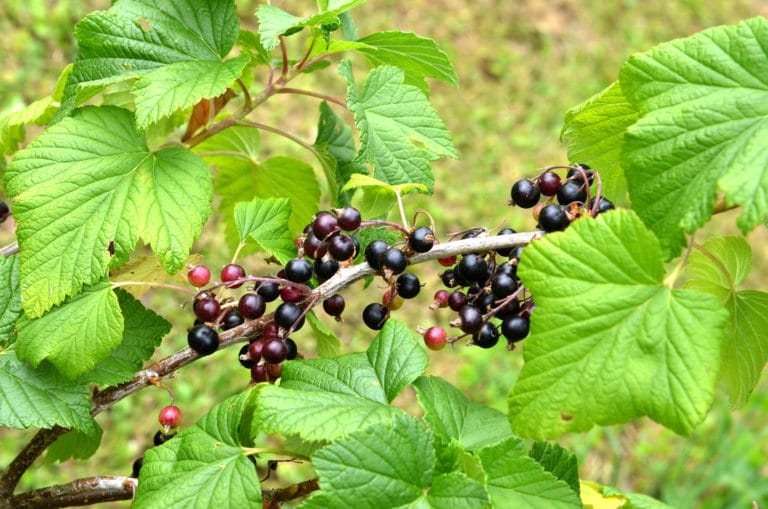 Johannisbeeren Inhaltsstoffe, Wirkung und Anbau Heilpraxis