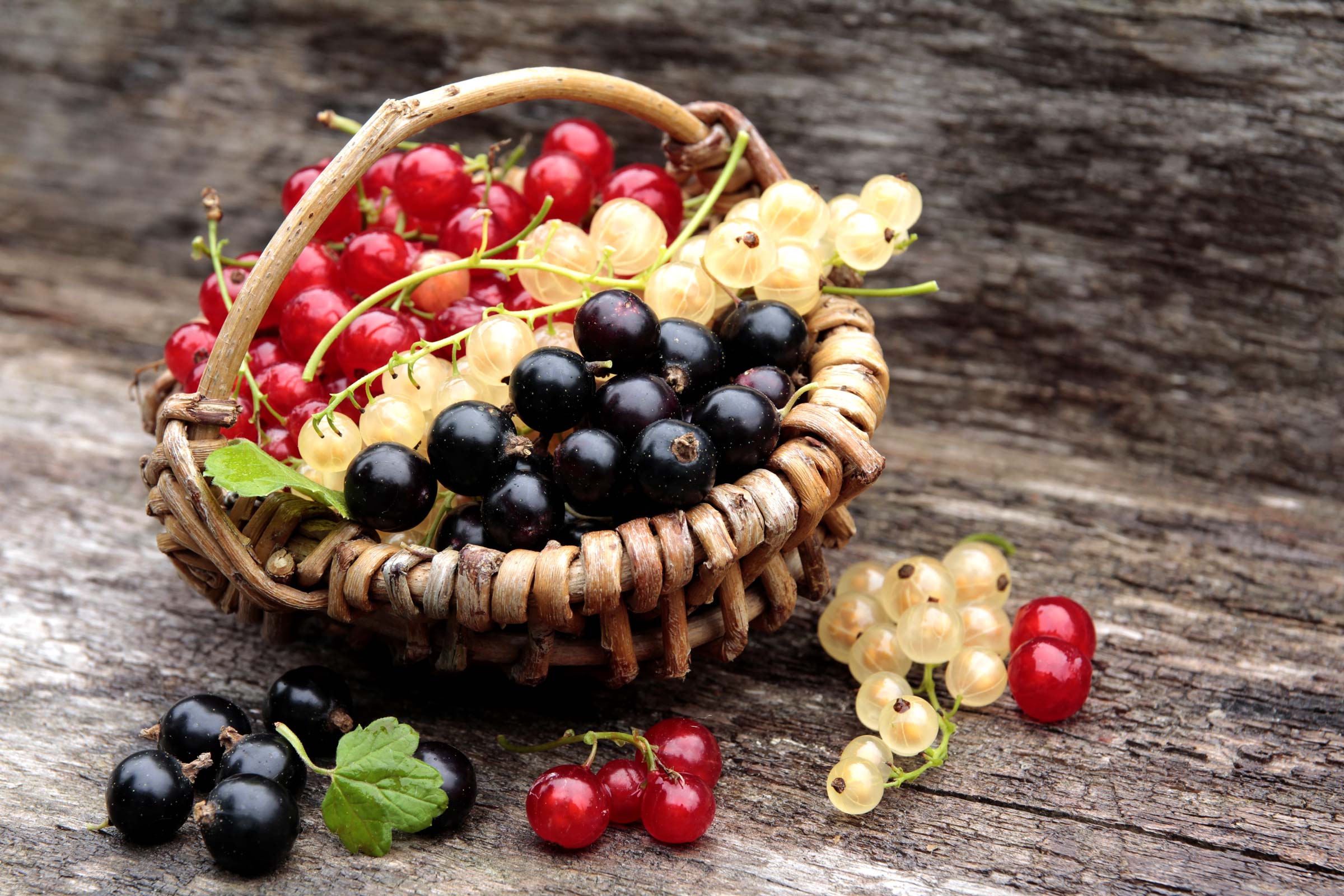 Johannisbeeren – Inhaltsstoffe, Wirkung und Anbau – Heilpraxis