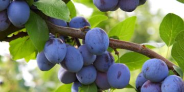 Erntezeit für Pflaumen ist zwischen Ende Juli und September. (Bild: Branko Srot/fotolia.com)
