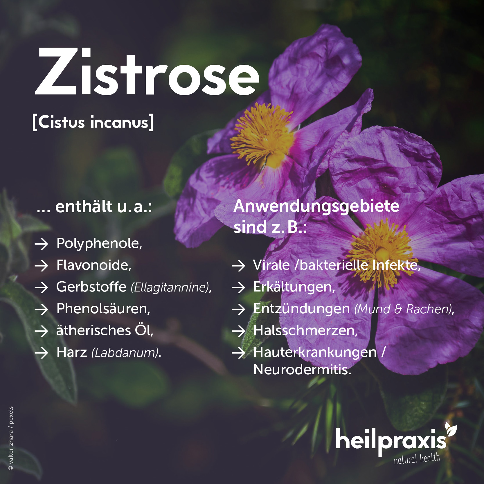 Übersichtsgrafik zu Inhaltsstoffen und Anwendungsgebieten von Zistrose (Cistus incanus)