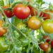 Tomaten brauchen viel Sonne und Wasser. Bild: bidaya/fotolia.com