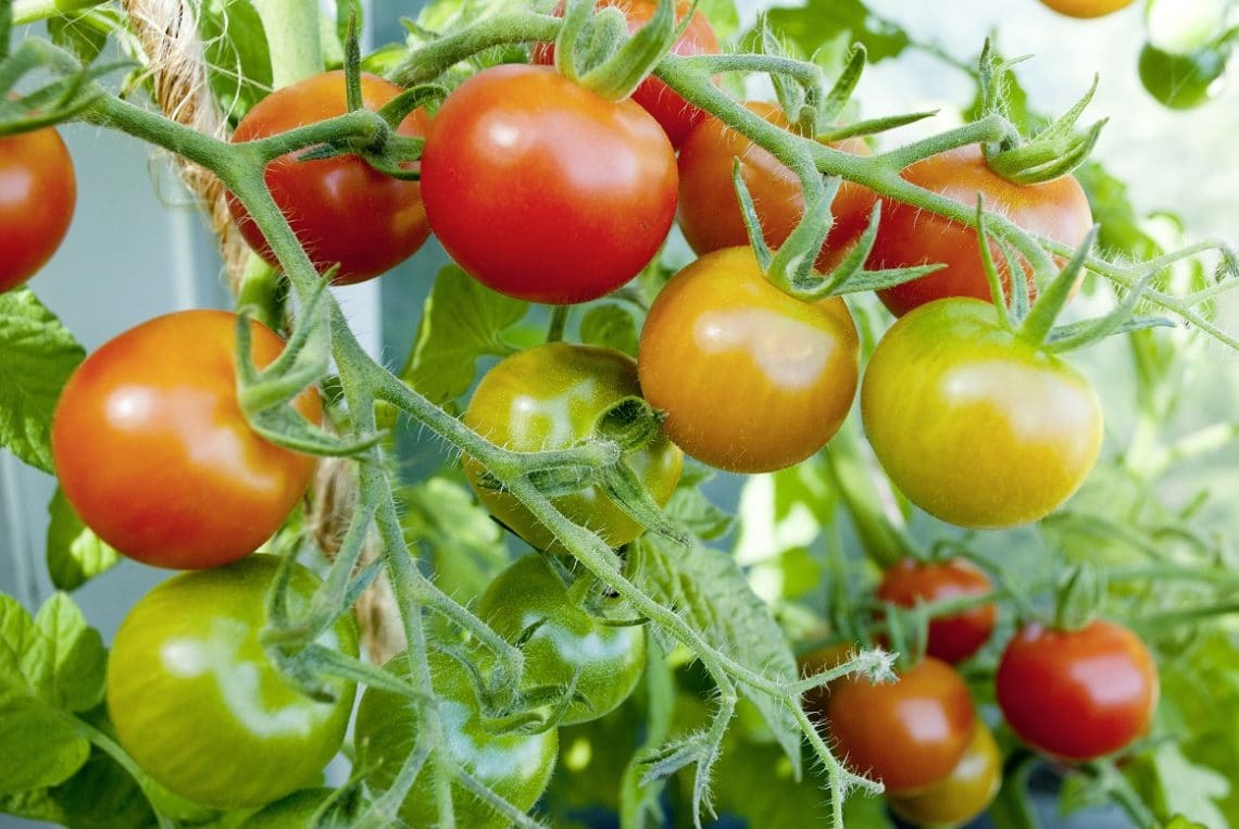 Pomodori per migliorare la flora intestinale: una pratica curativa
