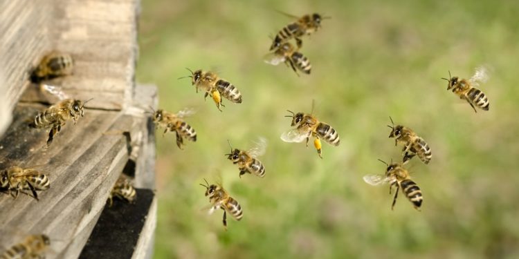 Bienen fliegen in ein Nest.