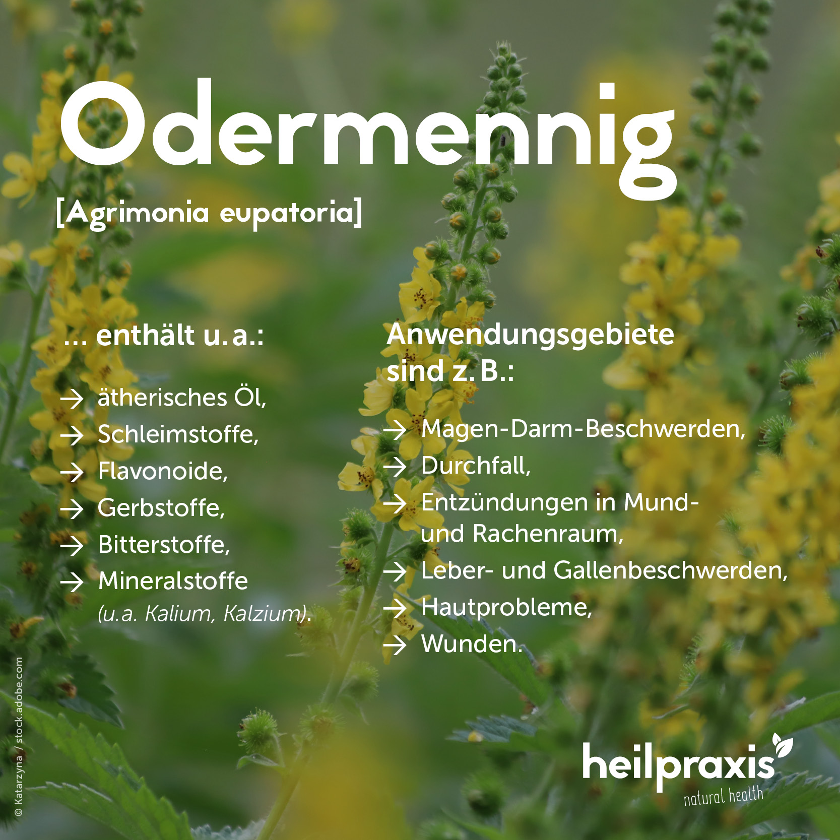 Übersicht einiger Inhaltsstoffe und Anwendungsgebiete von Odermennig