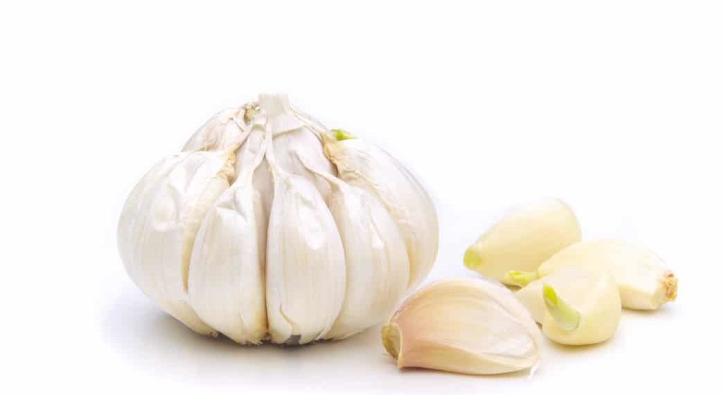 Eine Knoblauch-Knolle vor weißem Hintergrund