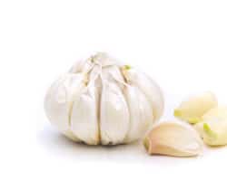 Eine Knoblauch-Knolle vor weißem Hintergrund