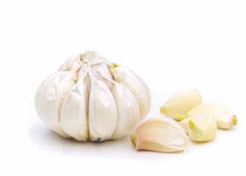Eine Knoblauch-Knolle vor weißem Hintergrund