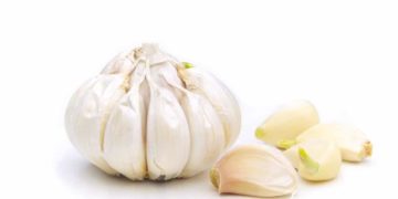 Eine Knoblauch-Knolle vor weißem Hintergrund