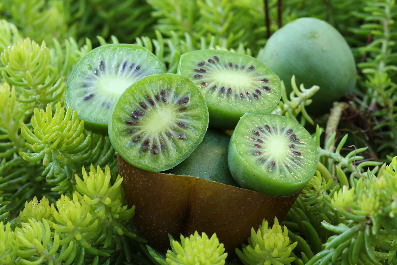 Kiwibeeren Schälen Kiwibeeren Schälen