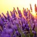 Lavendel kann bei einer Bronchitis die Muskulatur entkrampfen, auch kann er die Anzahl der Leukozyten (wichtig fürs Immunsystem) im Körper erhöhen, bei kontinuierlicher Anwendung. (Bild: Anton Gvozdikov/fotolia.com)