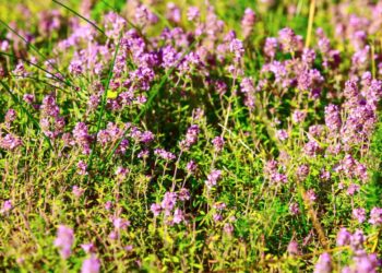 So wunderschön lila sieht der echte Thymian nur in Vollblüte aus. Er wächst wild in vielen Regionen Europas, Thymianöl wirkt antibakteriell und antiviral. (Bild: Kisa_Markiza/fotolia.com)