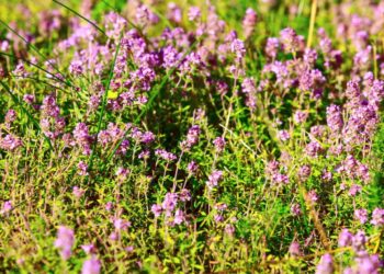 So wunderschön lila sieht der echte Thymian nur in Vollblüte aus. Er wächst wild in vielen Regionen Europas, Thymianöl wirkt antibakteriell und antiviral. (Bild: Kisa_Markiza/fotolia.com)